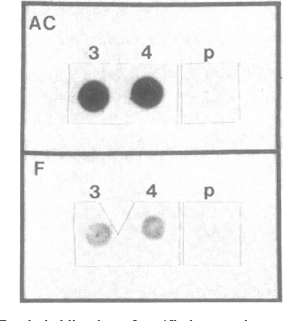 Four Dot Crown Logo - Figure 4 From Molecular Cloning Of Region Specifilc Chorion Encoding