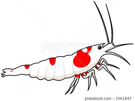 Red Shrimp Logo - Red Bish Lump Illustration [5561847]