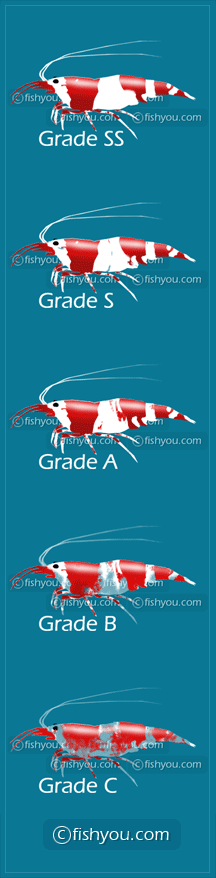 Red Shrimp Logo - Aquarium Information Red Shrimp, CRS, Red Bee Shrimp
