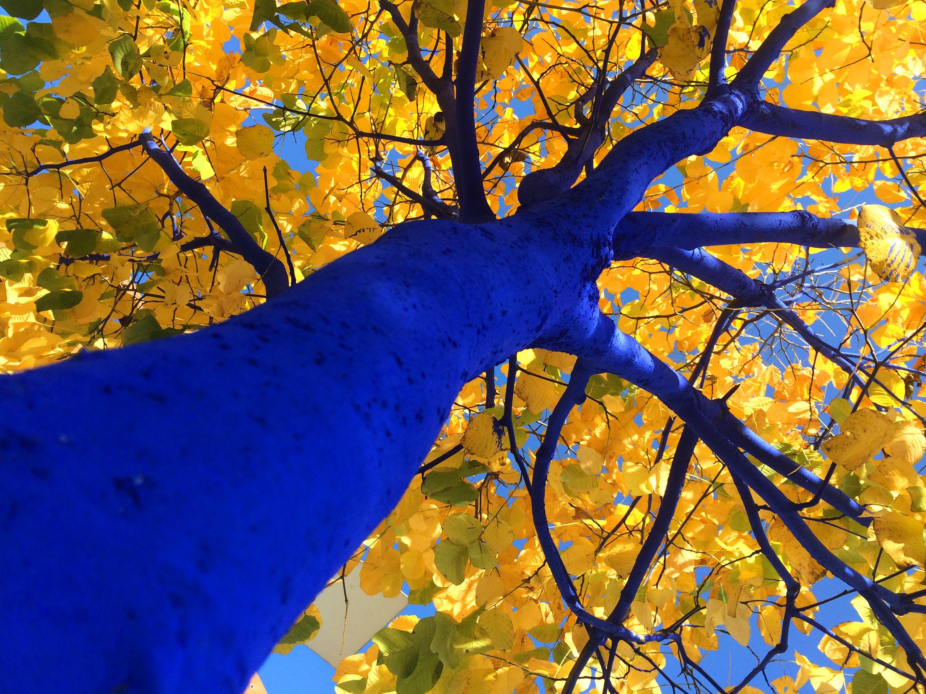 Blue Yellow Leaf Logo - Yellow Poles & Blue Trees for Jindabyne