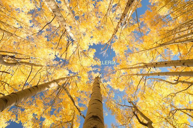 Blue Yellow Leaf Logo - YELLOW LEAVES AMONG BLUE SKY | PoshGalleria1