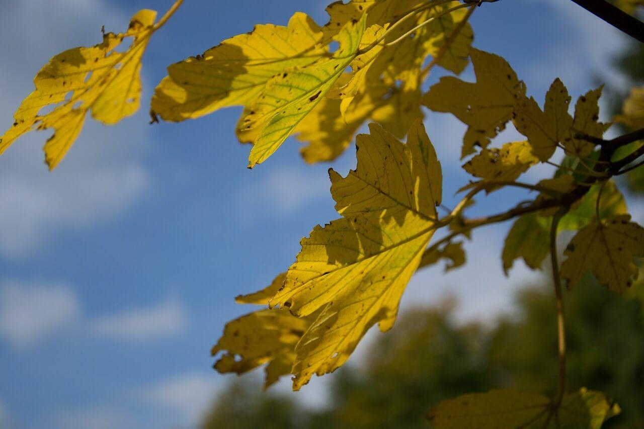 Blue Yellow Leaf Logo - Autumn yellow leaves free image