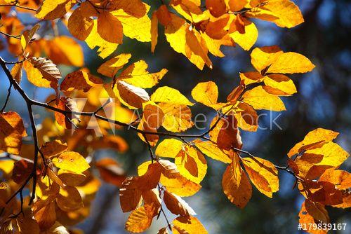 Blue Yellow Leaf Logo - Autumn yellow leaves of poplar against blue sky - Buy this stock ...