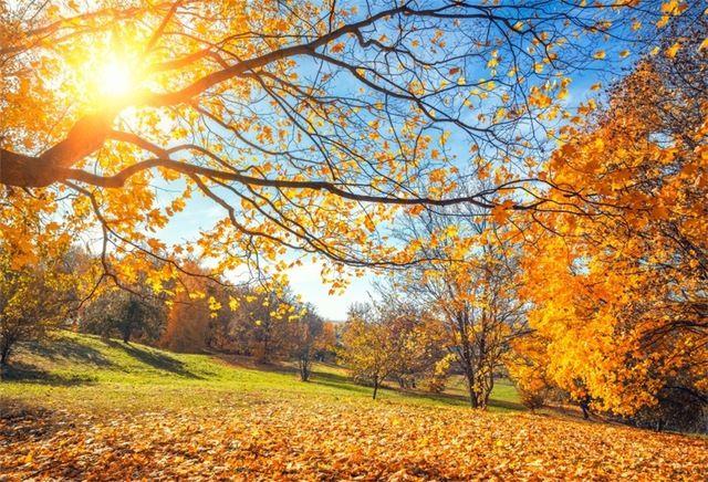 Blue Yellow Leaf Logo - Laeacco Autumn Tree Yellow Leaves Blue Sky Sunlight Photography