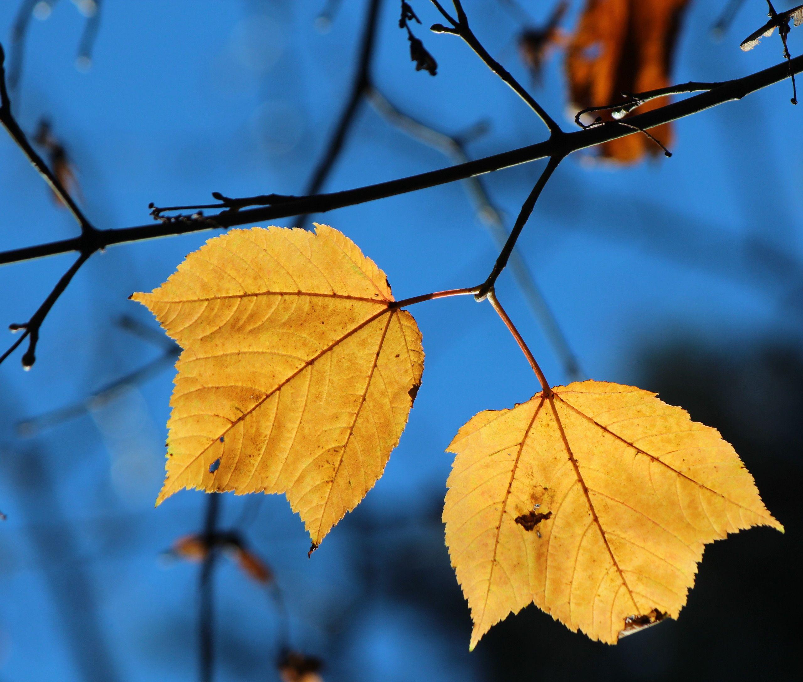 Blue Yellow Leaf Logo - File:Acer rufinerve yellow leaves.jpg - Wikimedia Commons