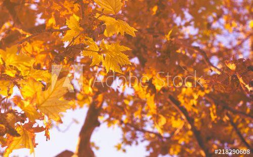 Blue Yellow Leaf Logo - Autumn yellow leaves against blue sky; autumn forest background