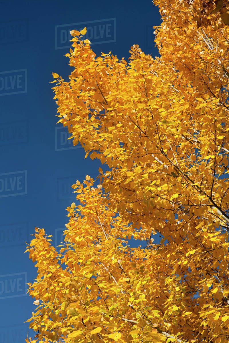 Blue Yellow Leaf Logo - Close-up of yellow leaves against blue sky - Stock Photo - Dissolve