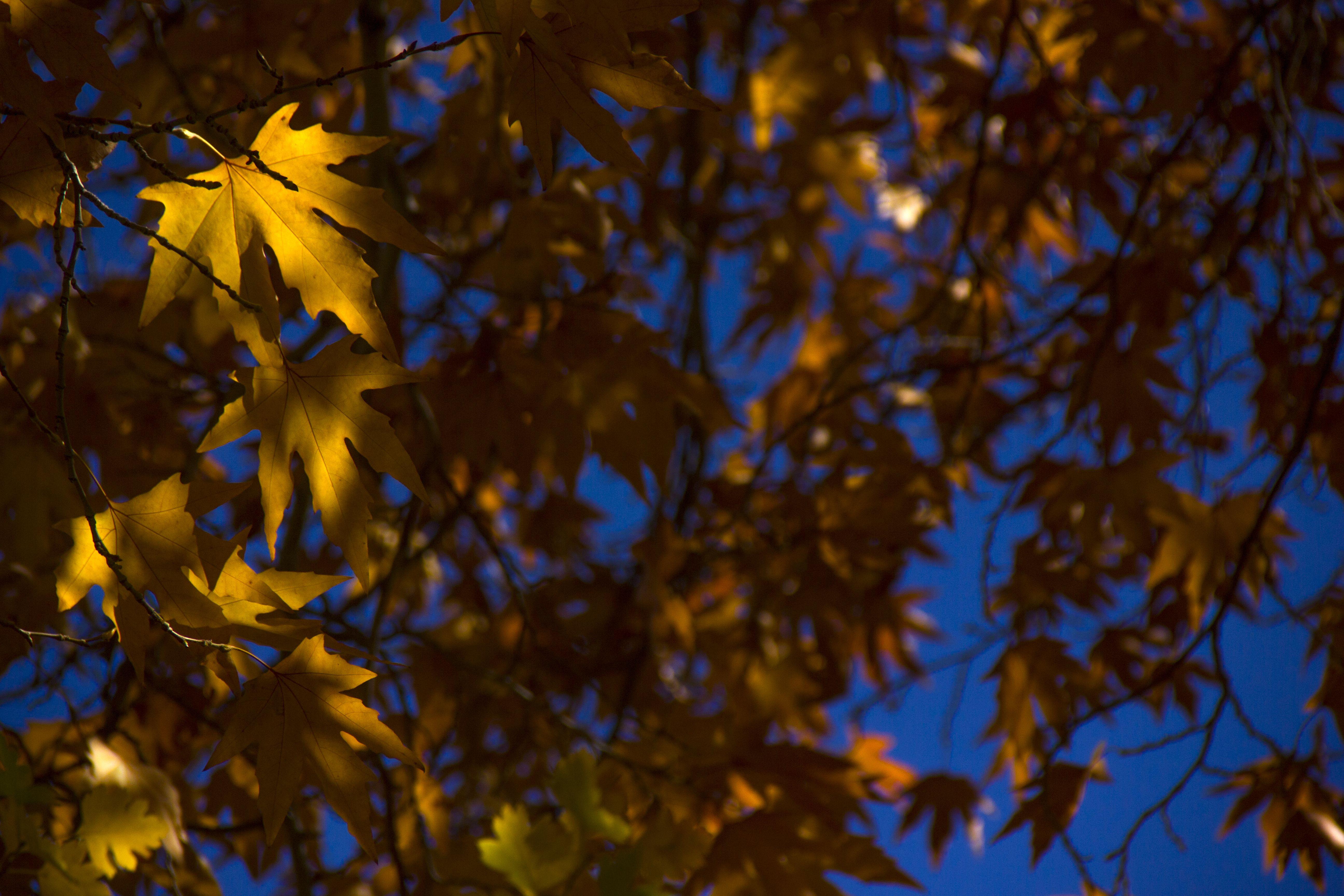 Blue Yellow Leaf Logo - File:برگ زرد-پاییز-yellow leaves-falling leaves 18.jpg - Wikimedia ...