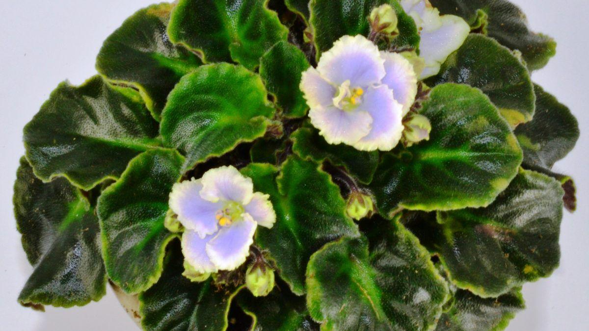 Blue Yellow Leaf Logo - Yellow Leaves on African Violet Plants - Baby Violets