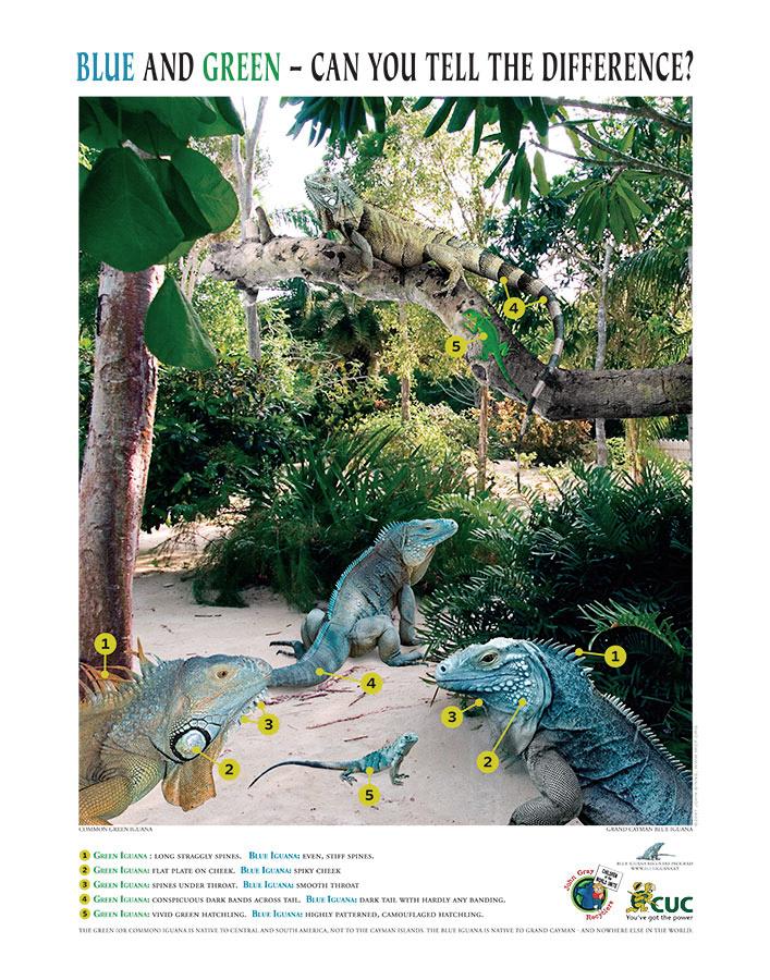 Blue and Green B Logo - Blues and Greens - Blue Iguana Recovery Program