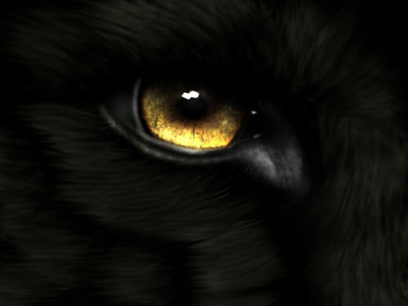 Black and Gold Wolf Logo - Animal Eye Gold Wolf Wallpaper | Glorious Epitaphs! in 2019 | Wolf ...