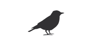 Black Bird Logo - Blackbird Drum Company | Modern Vintage