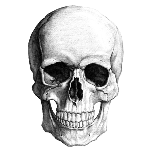 Black and White Skull Logo - White Skull Drawing transparent PNG - StickPNG