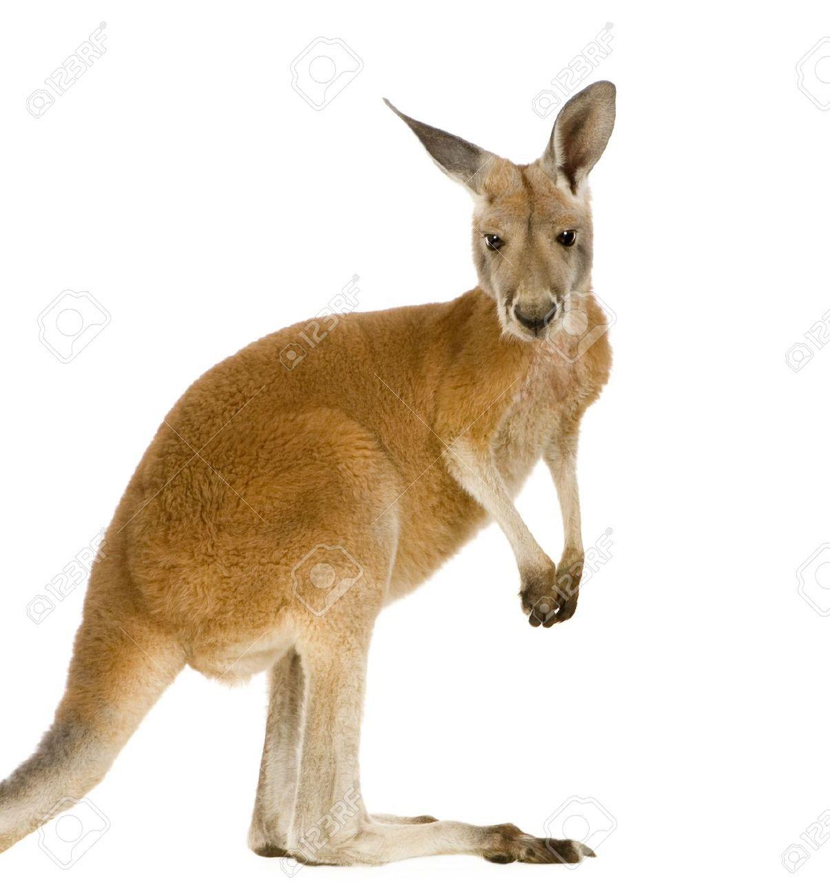 Kangaroo White Background with White Logo - This is my Red Kangaroo fact sheet. Daniel's Animal Facts Blog