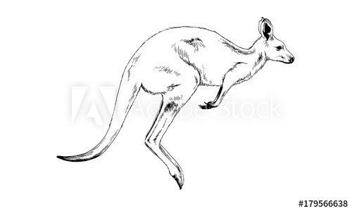 Kangaroo White Background with White Logo - jumping kangaroo drawn in ink by hand on a white background logo ...