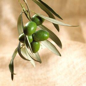 Olive Leaf Logo - Olive Leaf Extract Lowers Blood Pressure