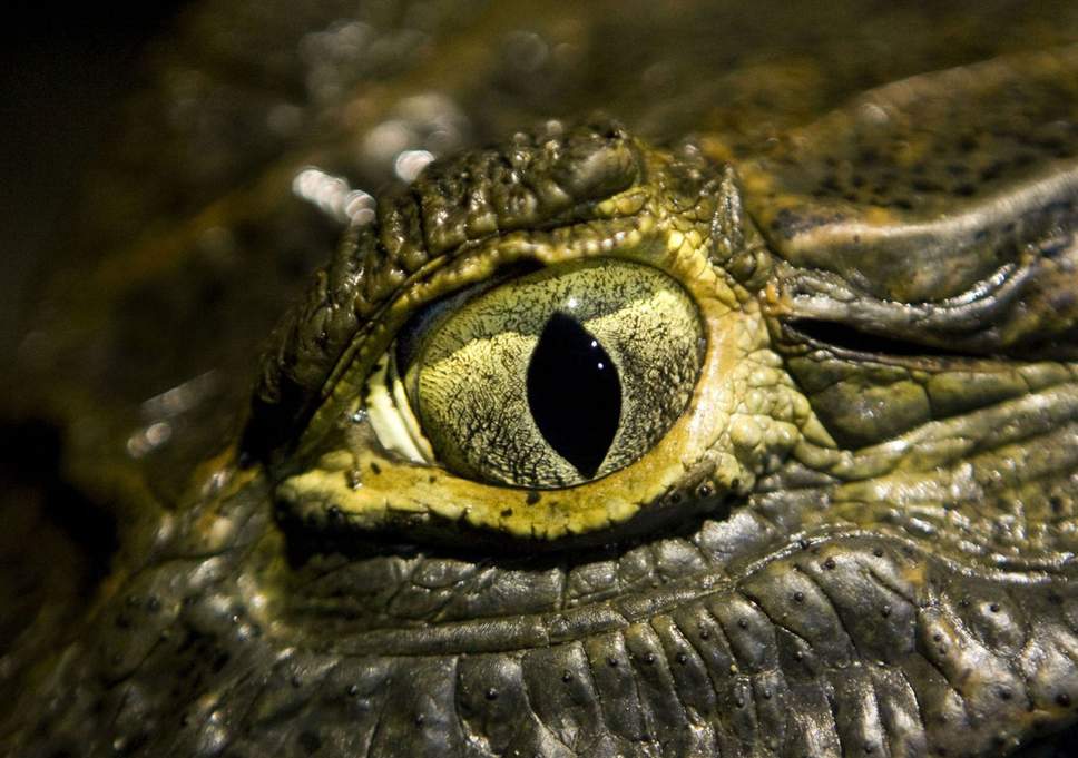 Crocodile Eye Sports Logo - Predator or prey? The shape of animals' eyes holds the key, study
