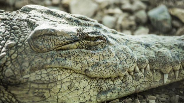 Crocodile Eye Sports Logo - Crocodiles sleep with one eye watching - BBC News