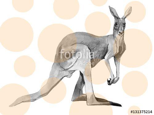 Kangaroo White Background with White Logo - Watercolor kangaroo isolated on white background
