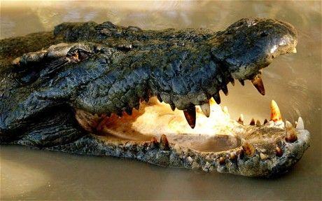 Crocodile Eye Sports Logo - Crocodile facts: ten things you didn't know about crocodiles