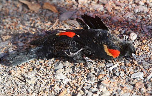 Wounded Bird Logo - Wounded Bird by Hawkeye Pete Egan B.