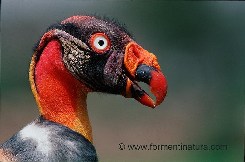 Wounded Bird Logo - King Vulture (Sarcoramphus papa) Close up of a wounded bird under ...