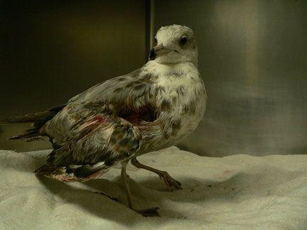 Wounded Bird Logo - Nine protected seagulls, one crow killed in Seaview; wounded bird ...