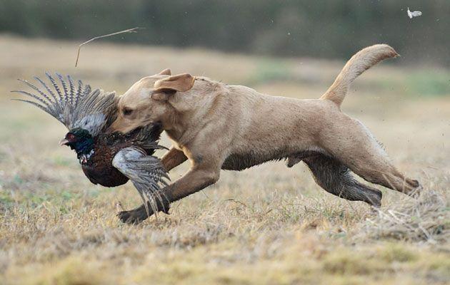 Wounded Bird Logo - How to spot a wounded bird - Shooting UK