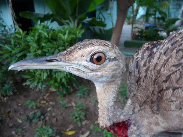 Wounded Bird Logo - Black-bellied Bustard (Lissotis melanogaster) A wounded bird held by ...