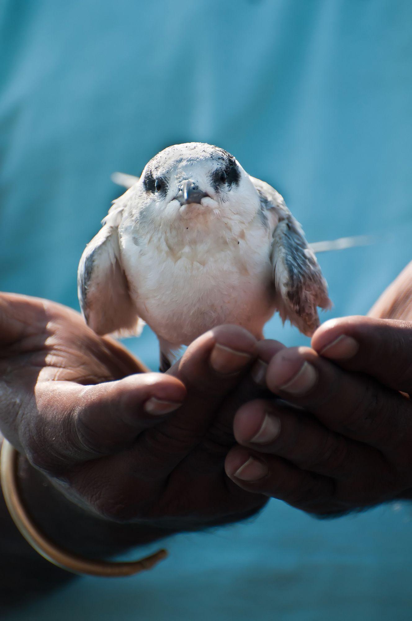 Wounded Bird Logo - Tips to Care for a Wounded Bird.S.A.P. Critter People