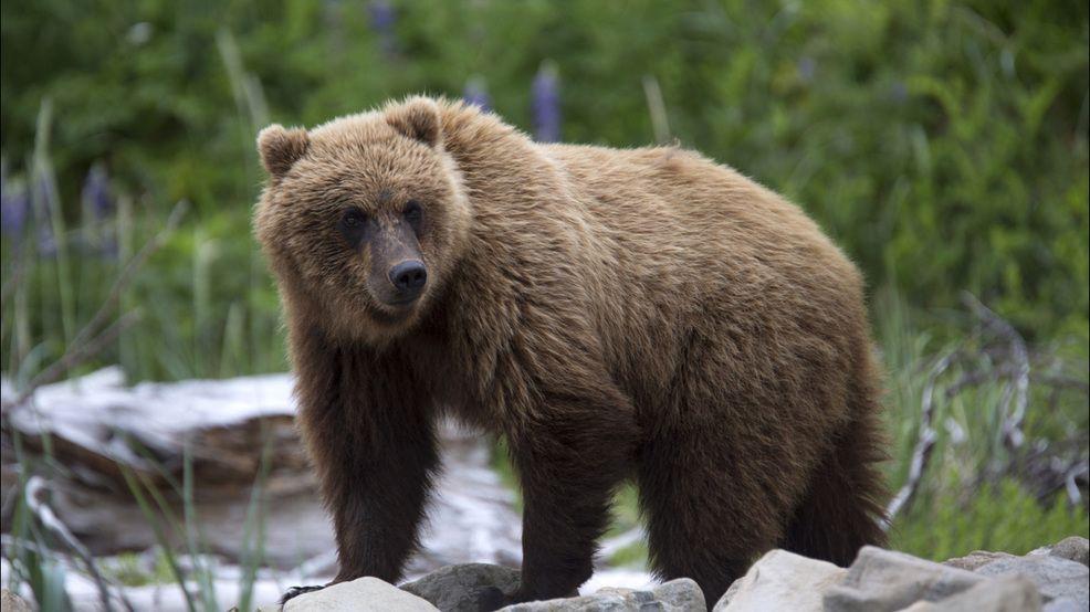 Bear Hunter Logo - Idaho grizzly bear hunter picked by Fish and Game in drawing