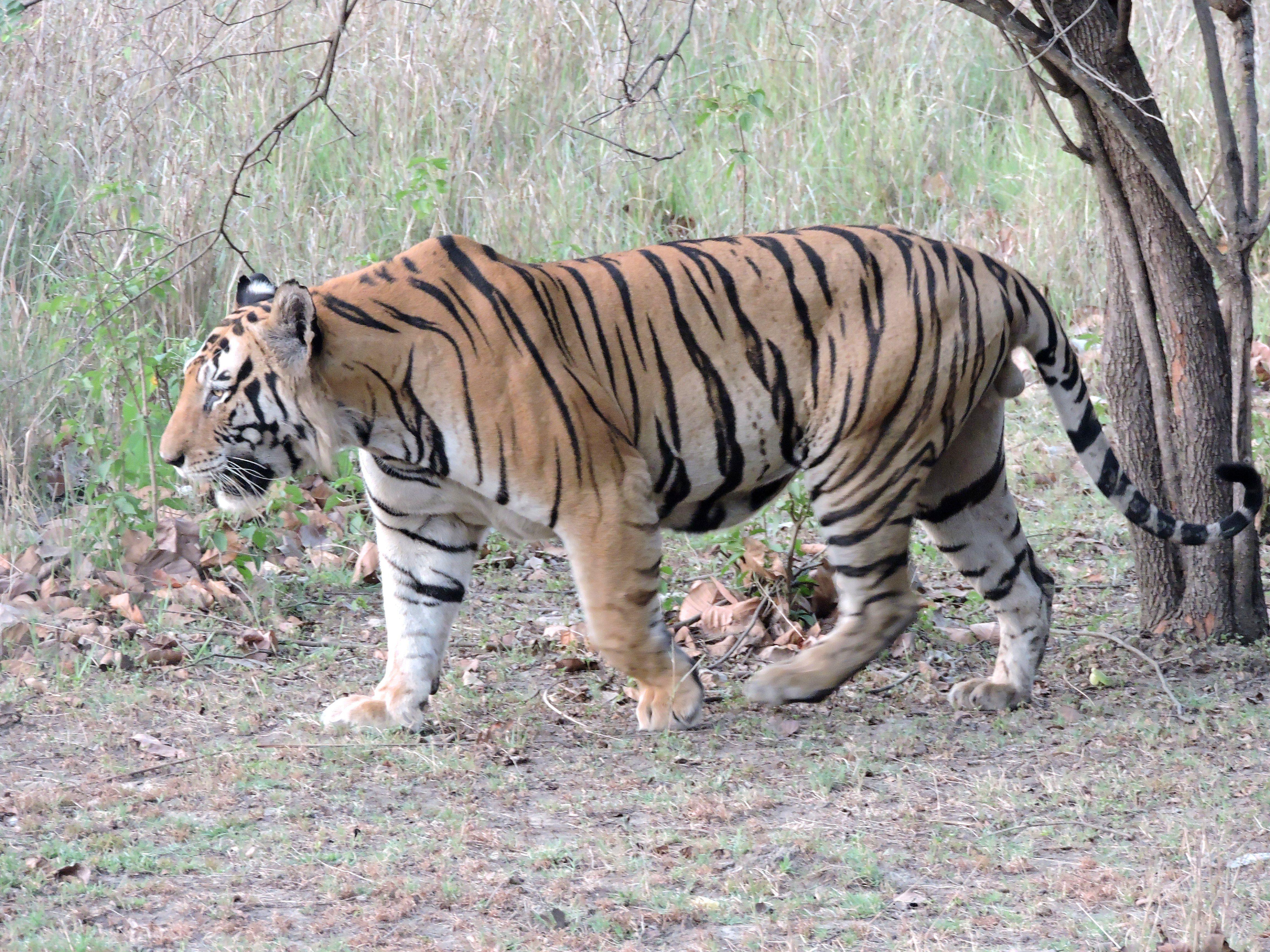 Bengal Tiger Logo - Bengal tiger