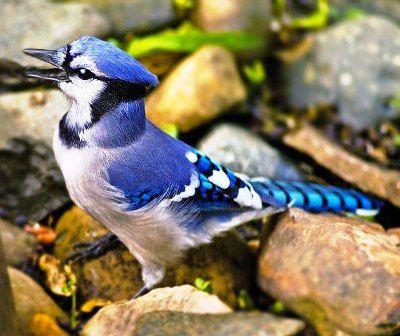 Blue White Bird Logo - blue white bird. blue white bird. Mosa T