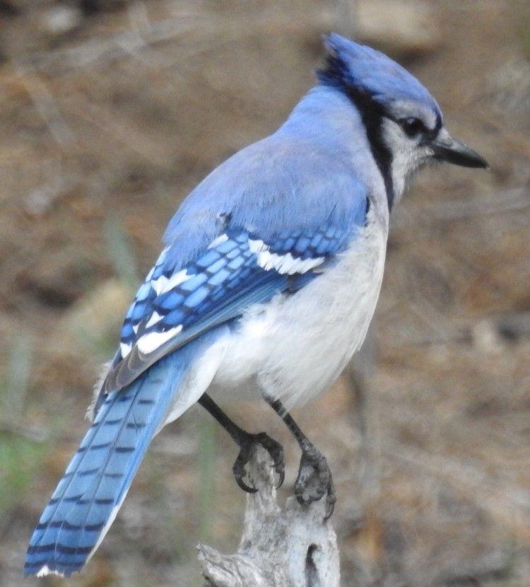 Blue White Bird Logo - What Is That … Blue(ish) Bird? | The Millstone