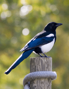 Blue White Bird Logo - zoology species is this black, blue and white bird?