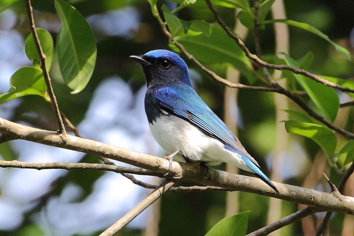 Blue White Bird Logo - Blue And White Flycatcher