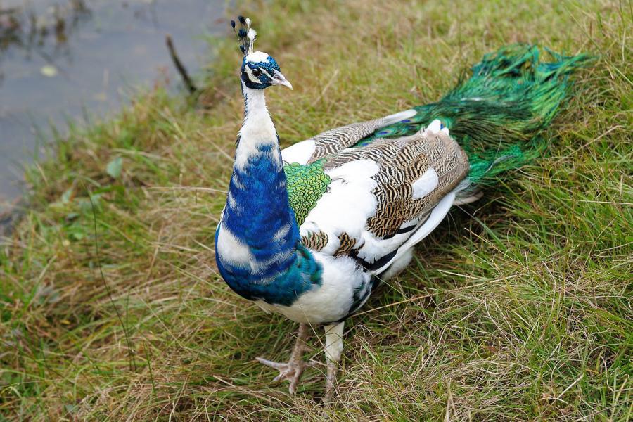 Blue White Bird Logo - beautiful white birds Blue Peacock colors