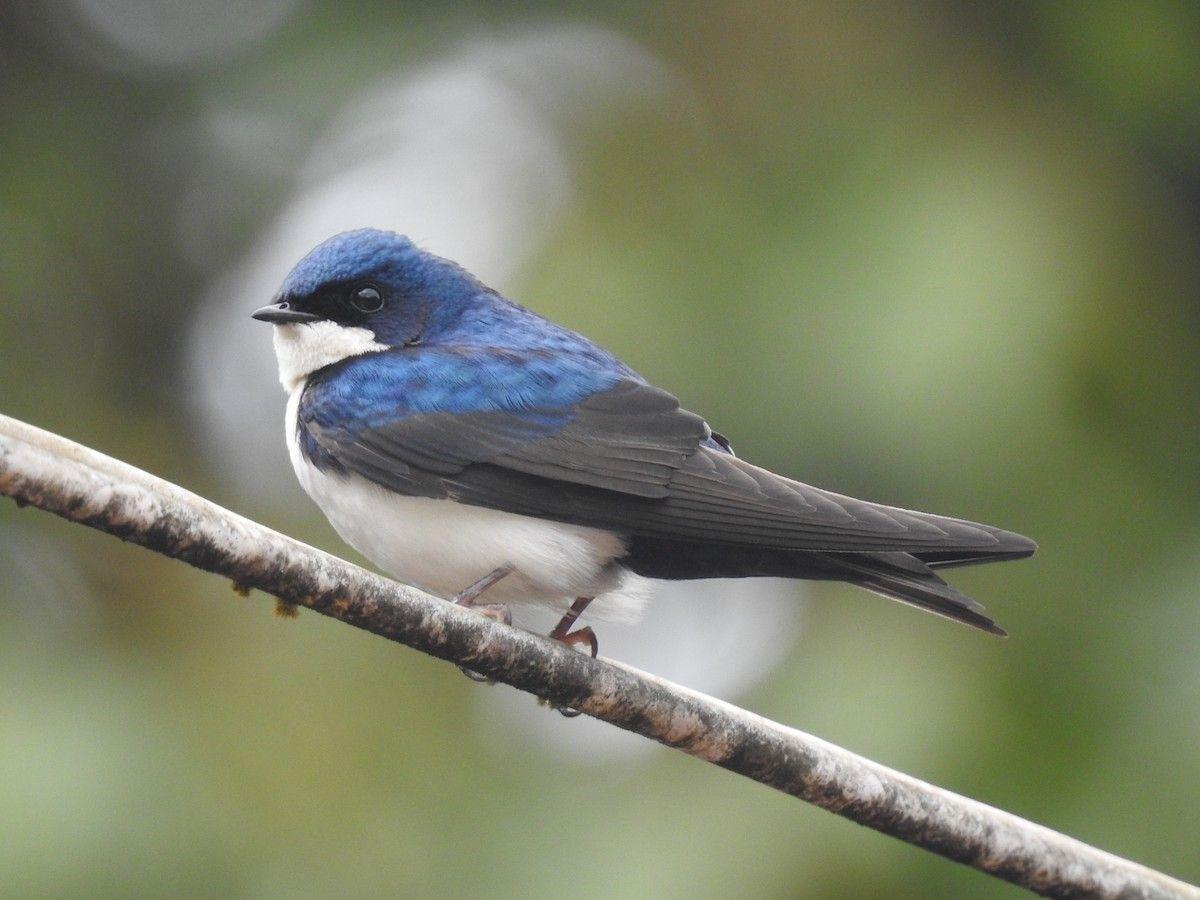 Blue White Bird Logo - Blue And White Swallow. Neotropical Birds Online