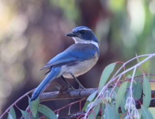 Blue White Bird Logo - Ojai Meadows Preserve Birds - OVLC : OVLC