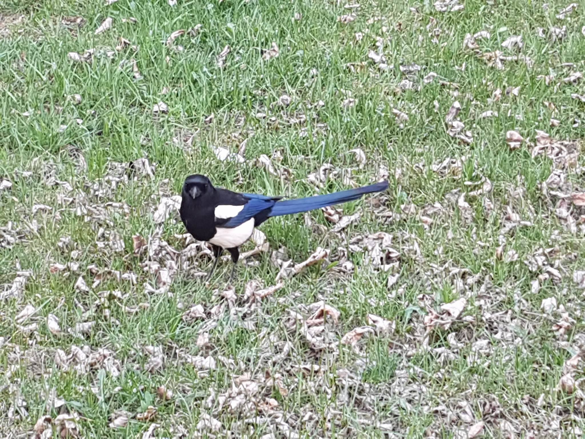 Blue White Bird Logo - zoology species is this black, blue and white bird?