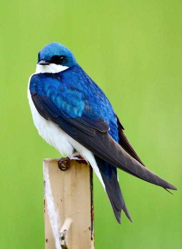 Blue White Bird Logo - What is a bird in Northern Colorado with black wings, white belly