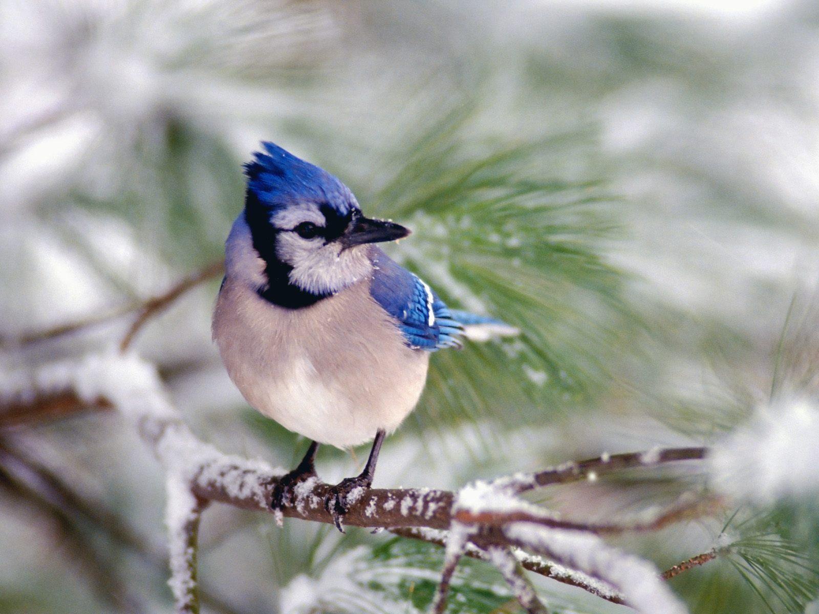 Blue White Bird Logo - Index Of Wallpaper Animals Birds