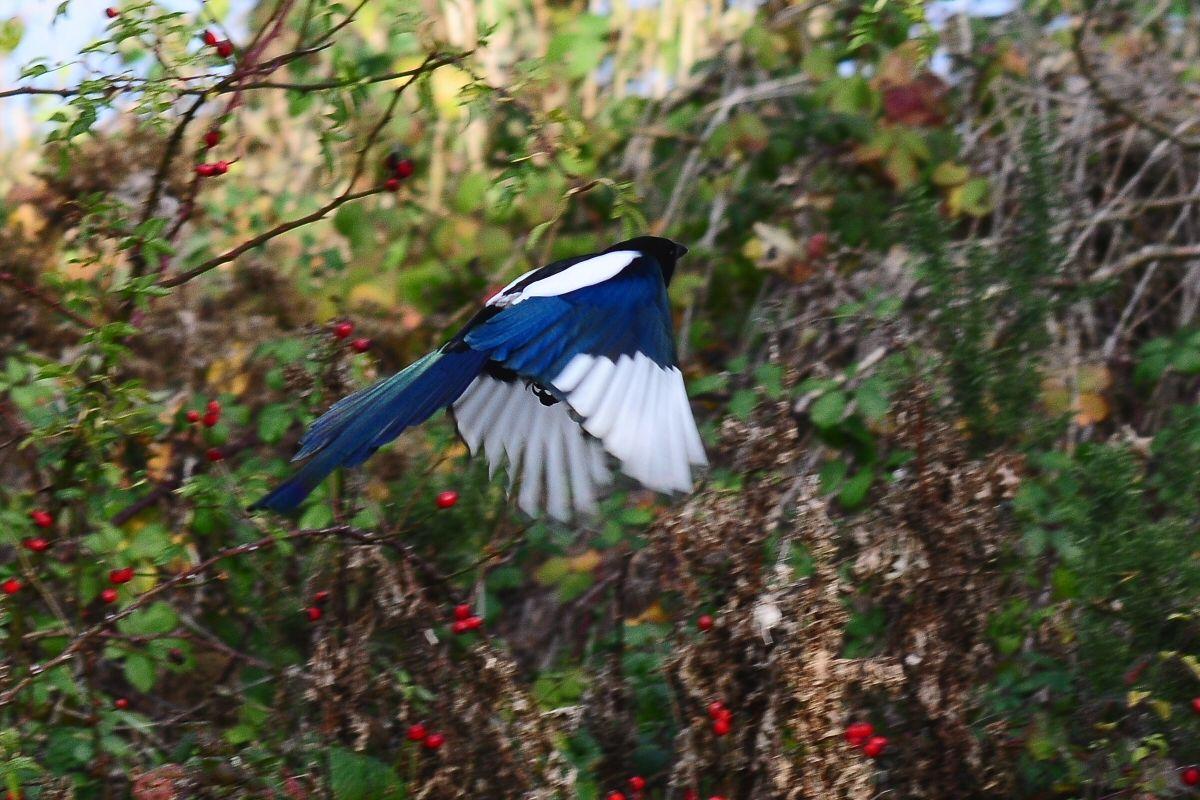Blue White Bird Logo - A bird with blue feathers this RSPB