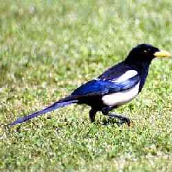 White with Blue Bird Logo - West Nile Virus - Bird Listing