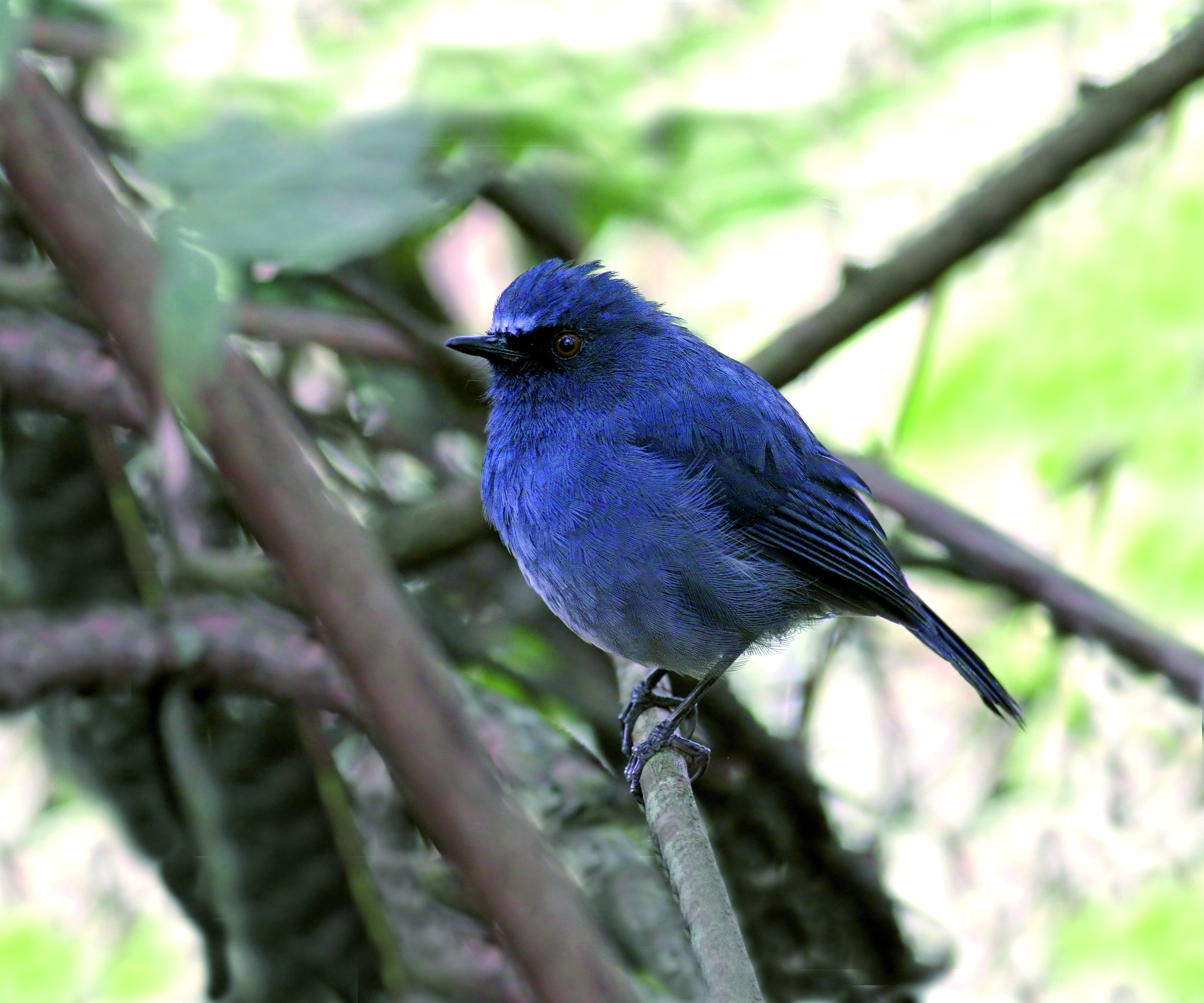 Blue White Bird Logo - Bird Fact Friday – The white-bellied Blue Robin | Princeton ...