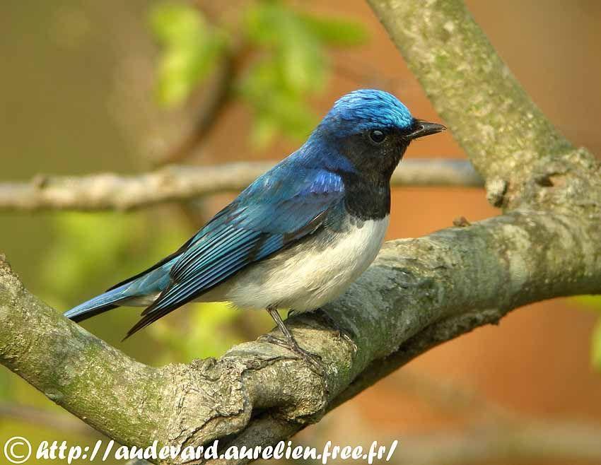 Blue White Bird Logo - Blue And White Flycatcher