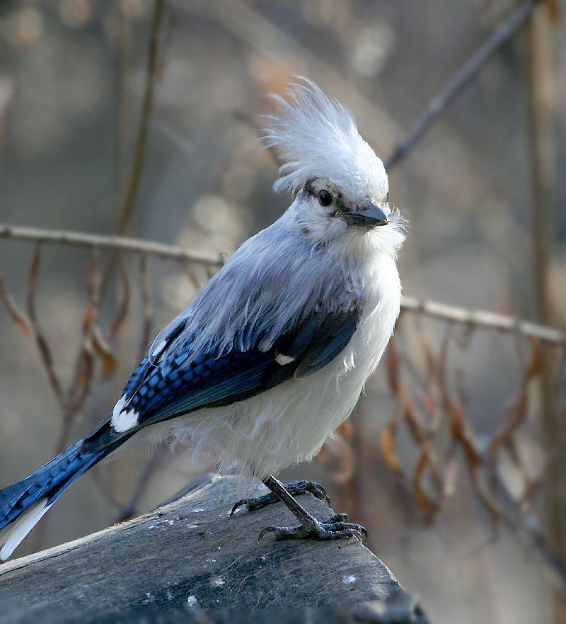 Blue White Bird Logo - Unusual Birds - FeederWatch