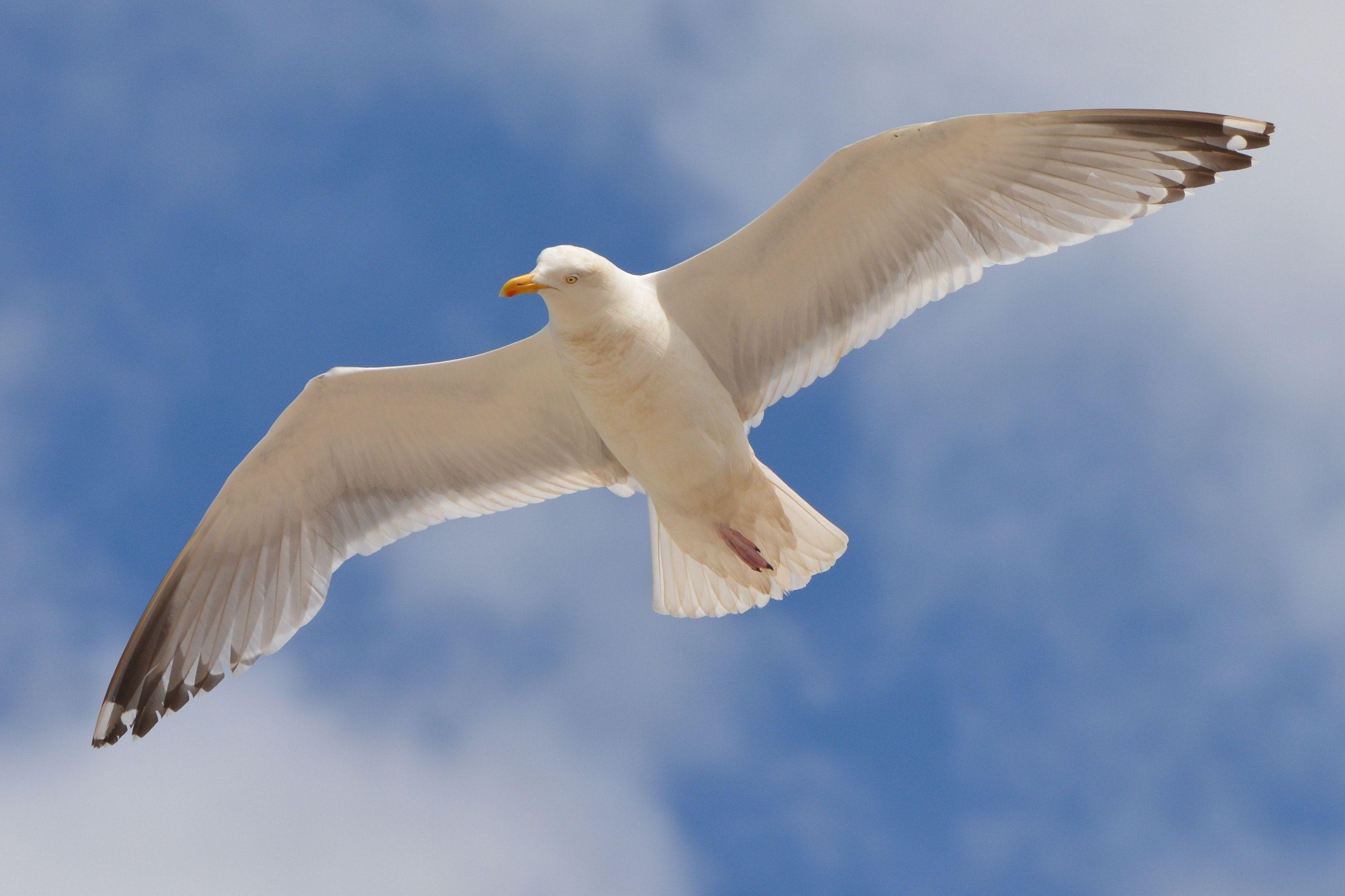 Blue White Bird Logo - White Bird Flying Under the Blue and White Sky during Daytime · Free ...