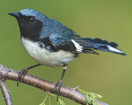 Blue White Bird Logo - Wild Birds Unlimited: Small dark blue, black and white bird on suet