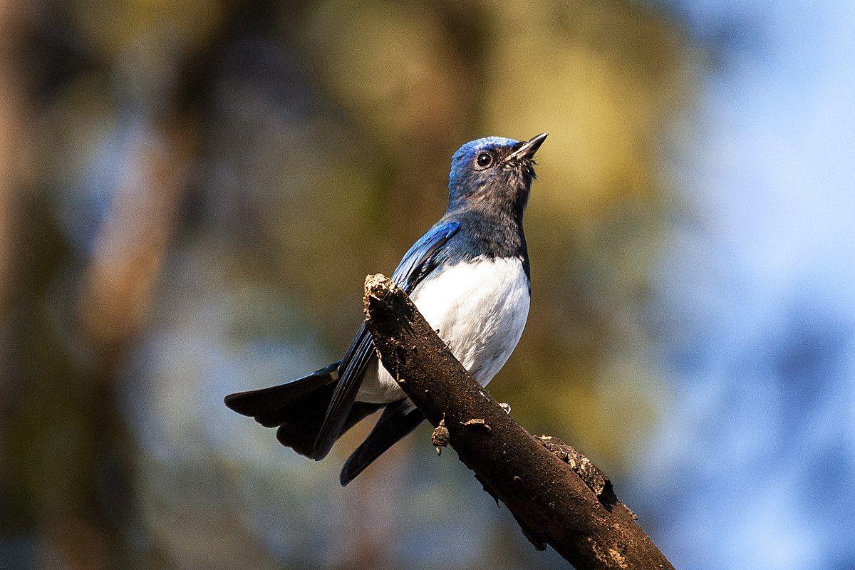 Blue White Bird Logo - Blue And White Flycatcher